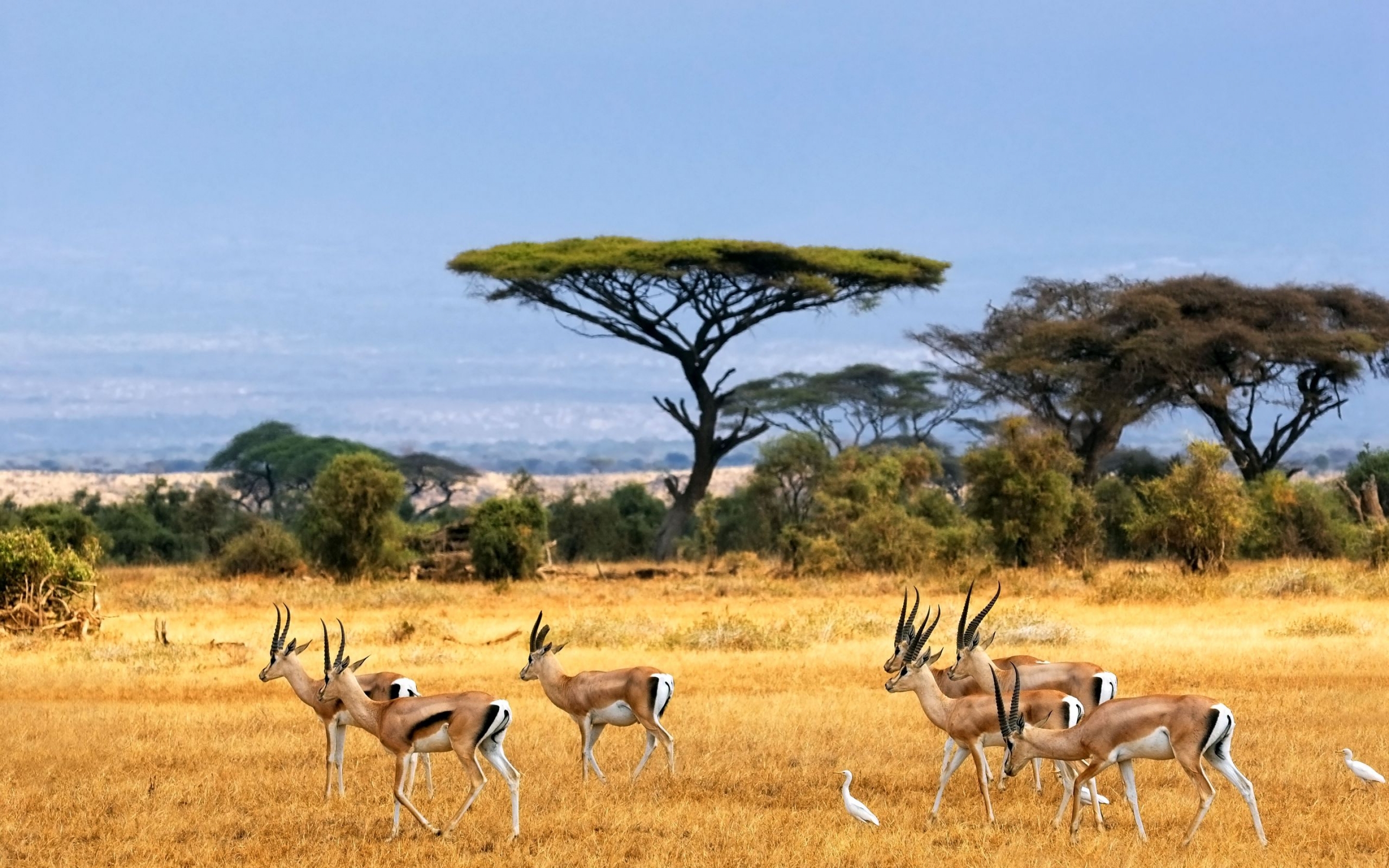非洲羚羊在树旁的草地上吃草
