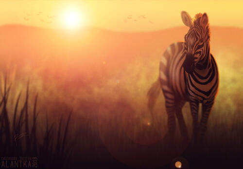 Зебра на закате дня