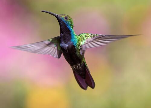A hummingbird in front of the camera