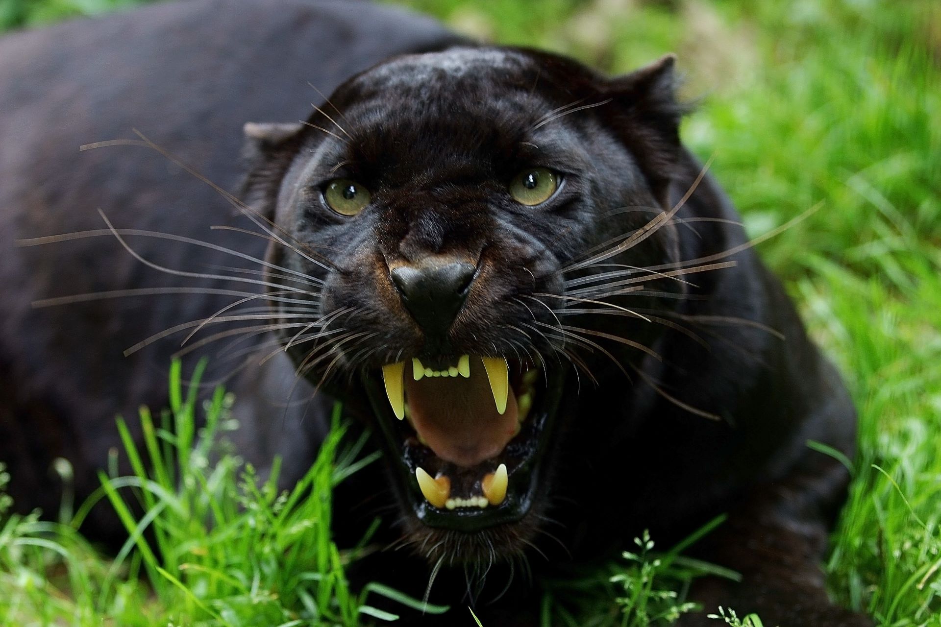 Бесплатное фото Злая чёрная пантера