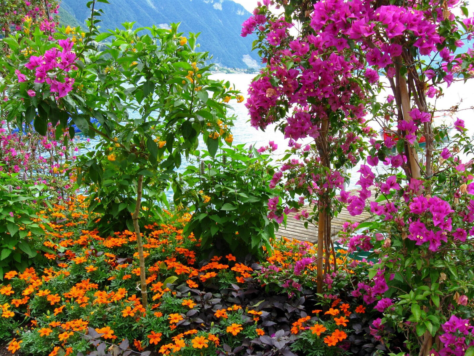 Бесплатное фото Сад с цветами