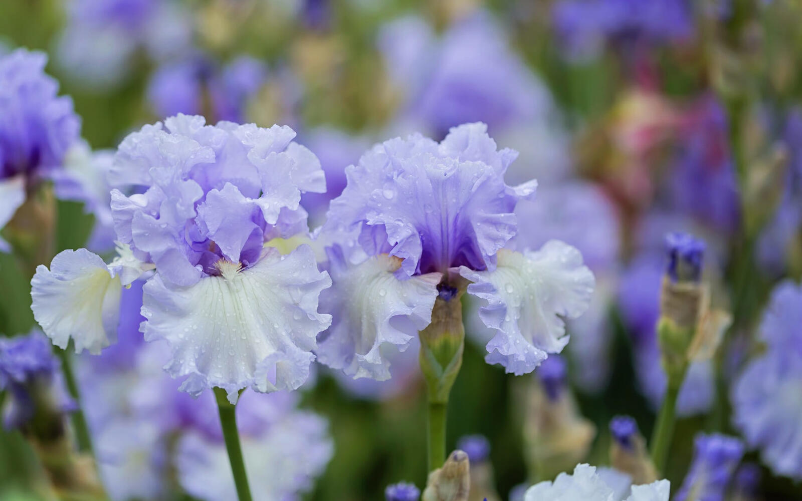 免费照片雨后开满紫色花朵的草地