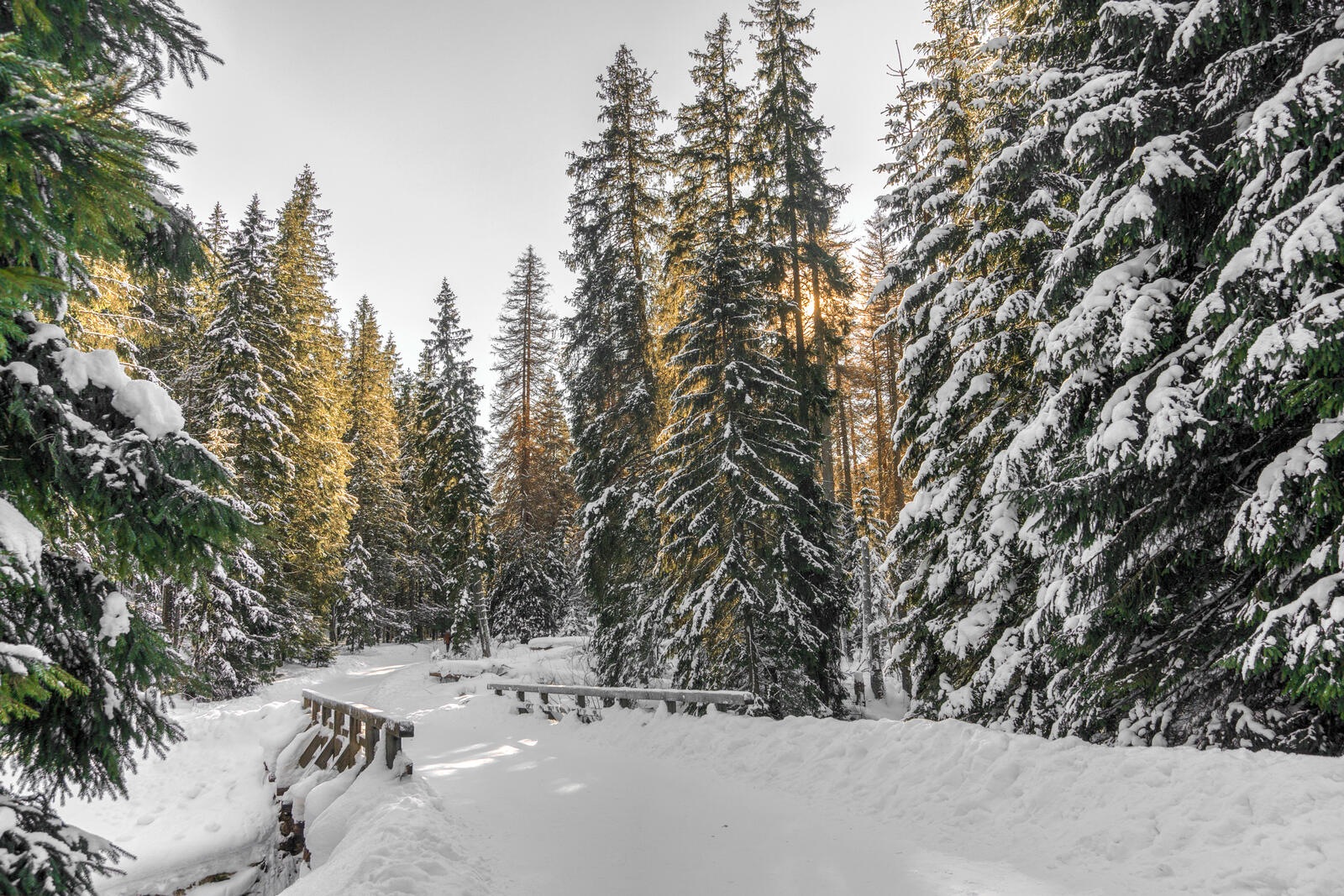 Free photo Winter forest