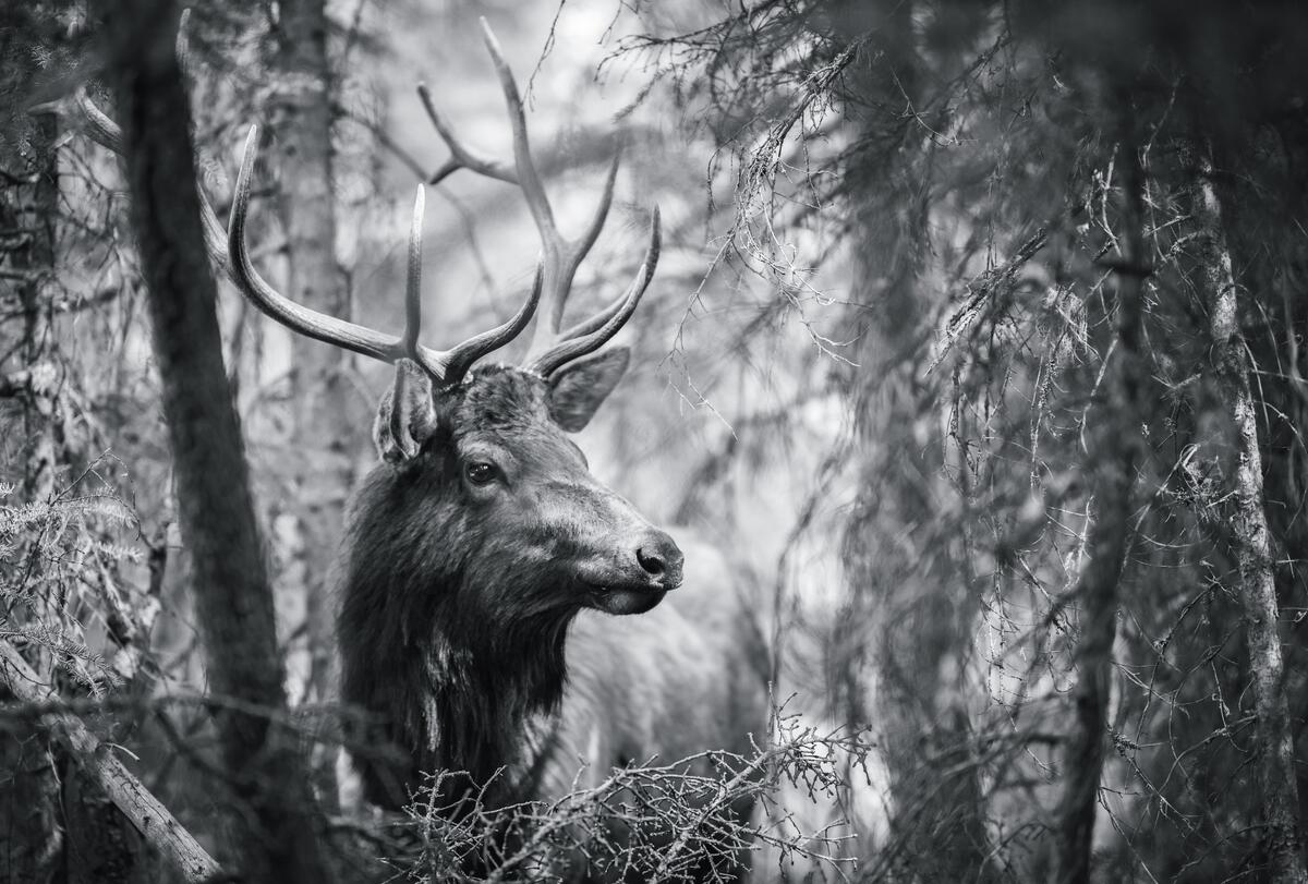 Black and white photo of a deer with big antlers in the woods