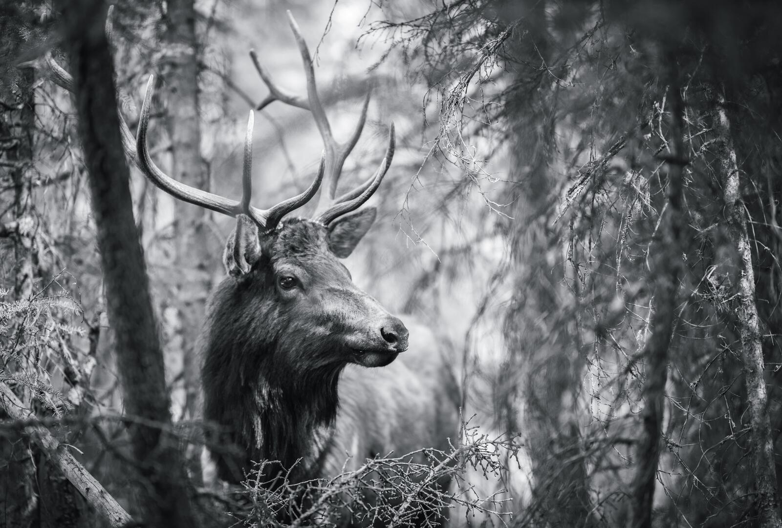 Бесплатное фото Чёрно-белое фото оленя с большими рогами в лесу