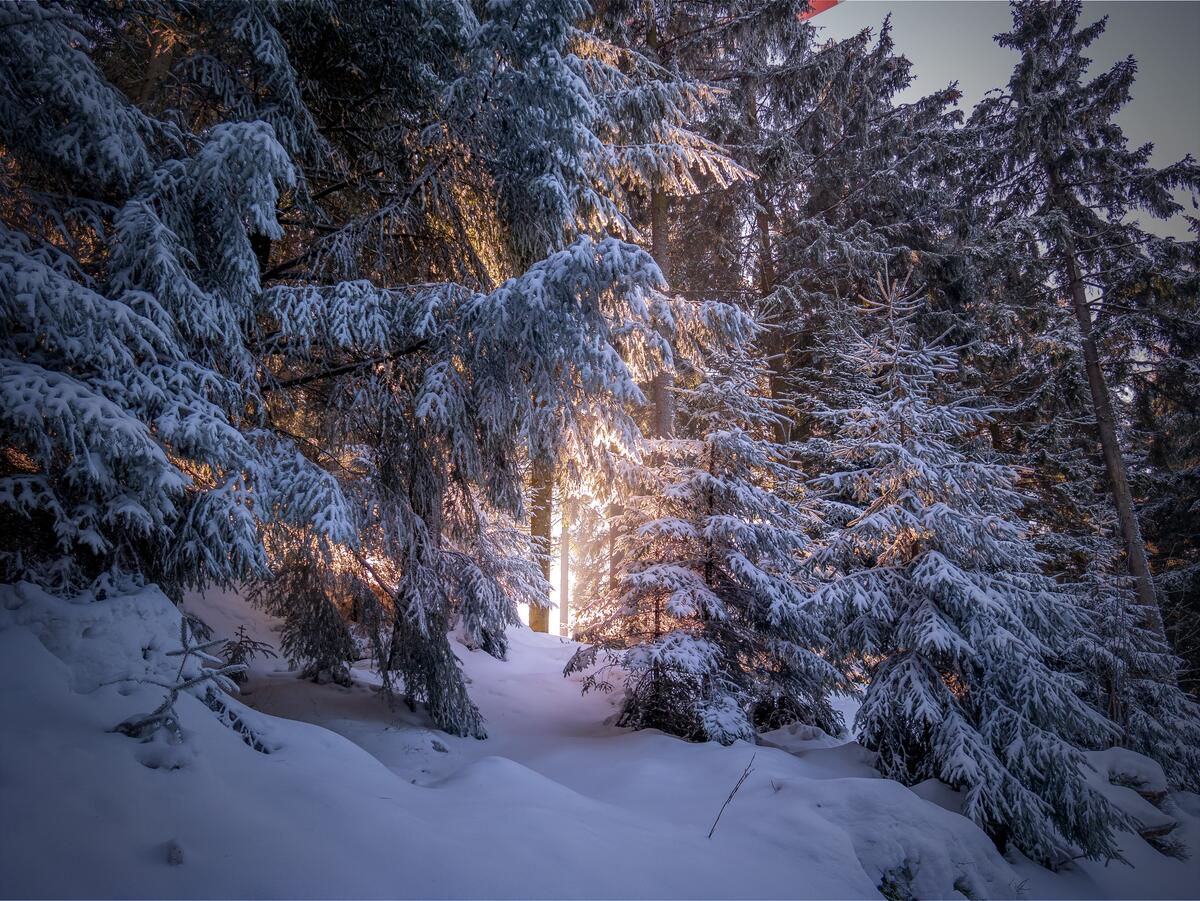 Ветки елок покрытые снегом в вечернем лесу