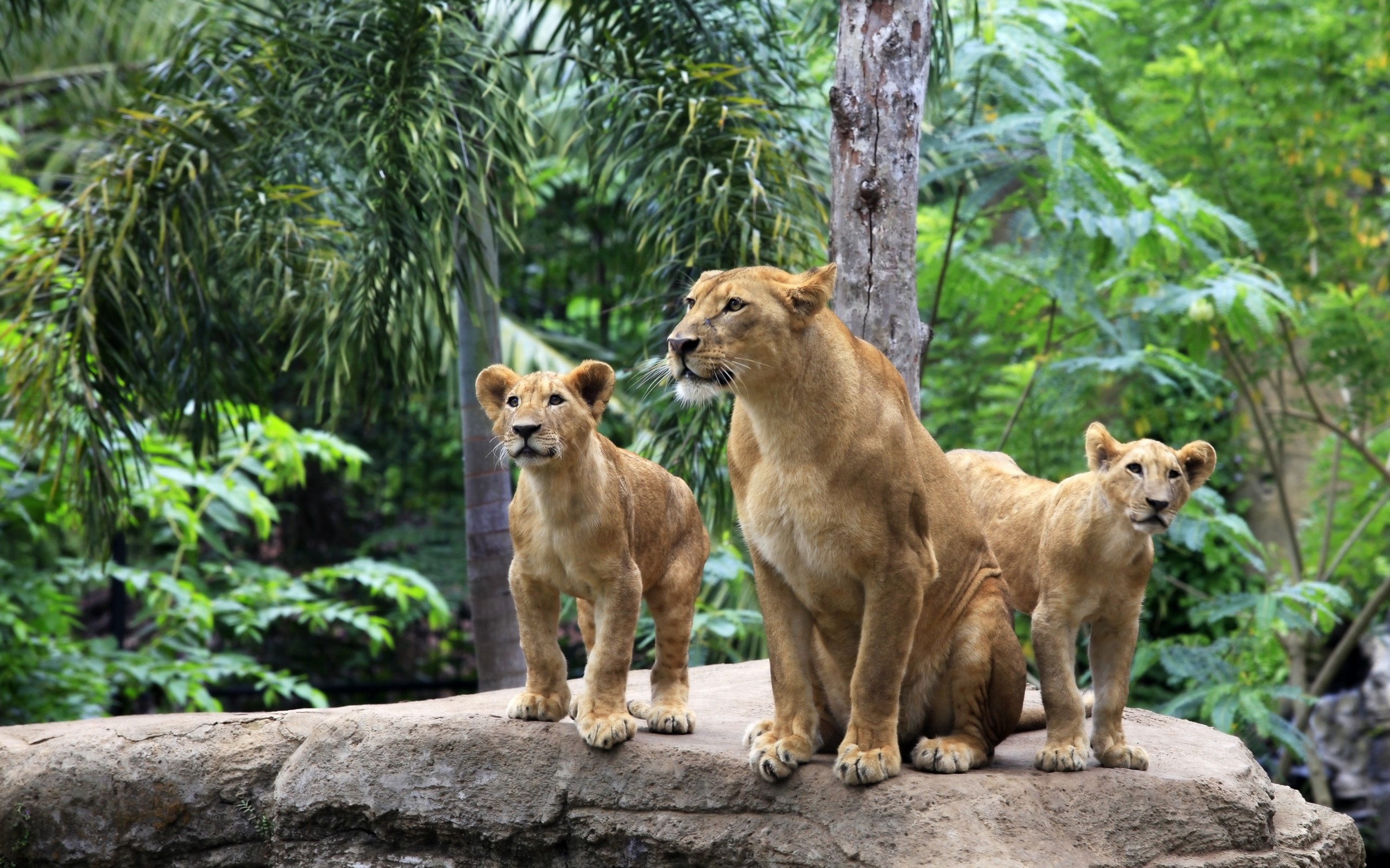 一只母狮带着两只小狮子