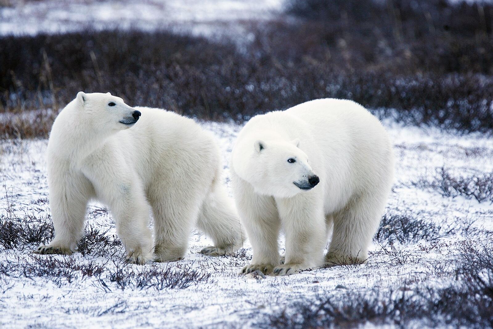 Бесплатное фото Два белых медведя что то приметили