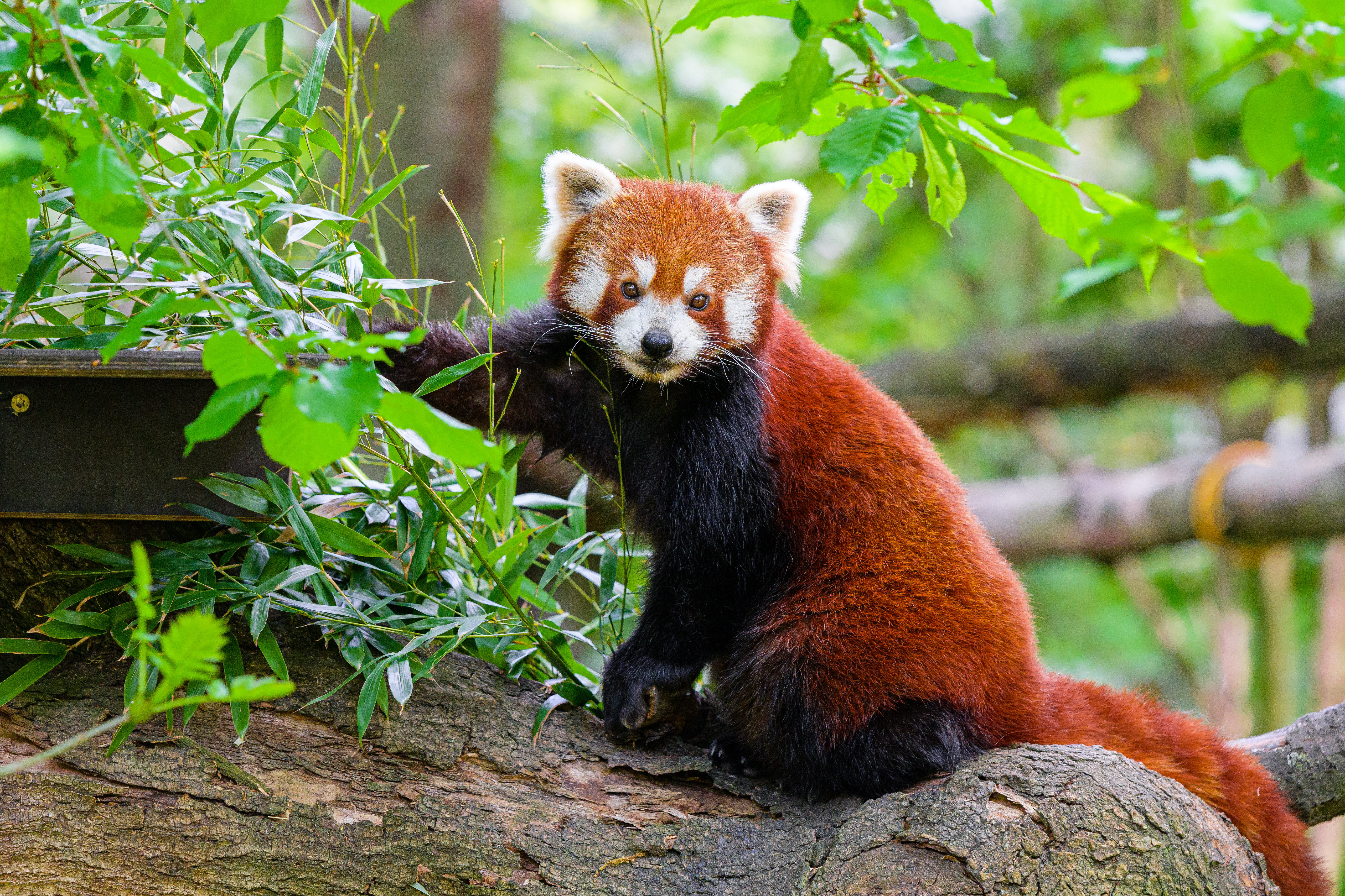Красная панда смотрит на фотографа