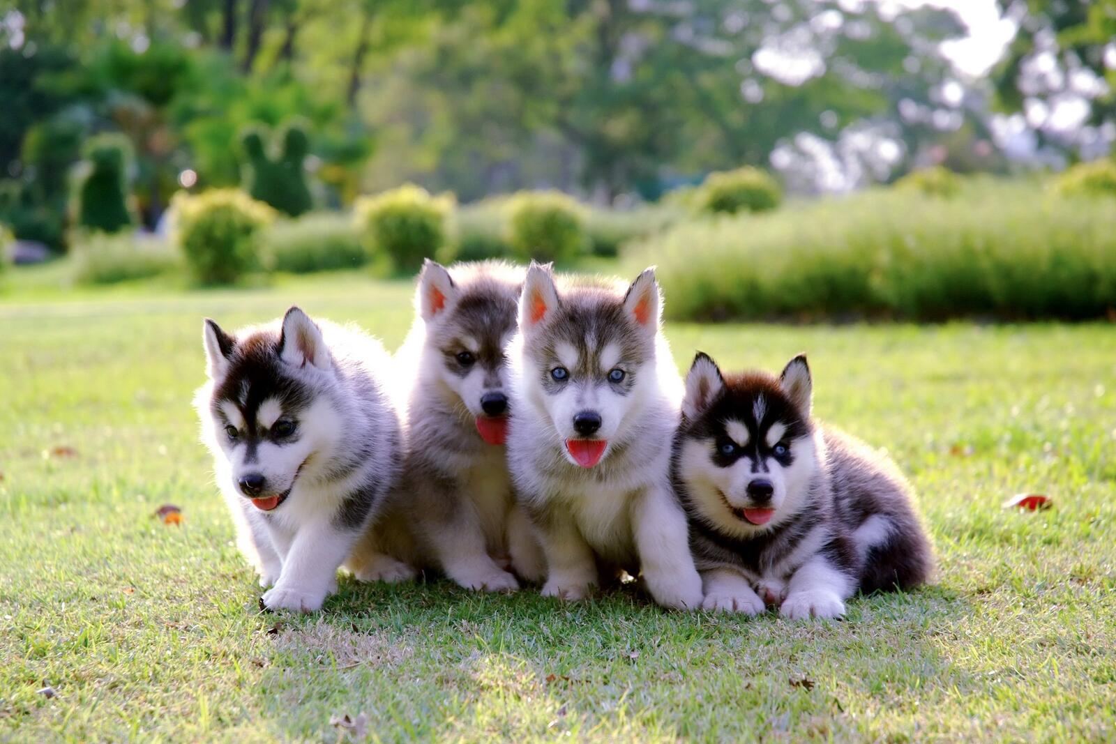 Бесплатное фото Четыре щенка хаски