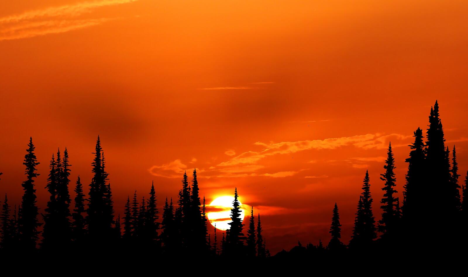Бесплатное фото Красное солнце прячется за деревья