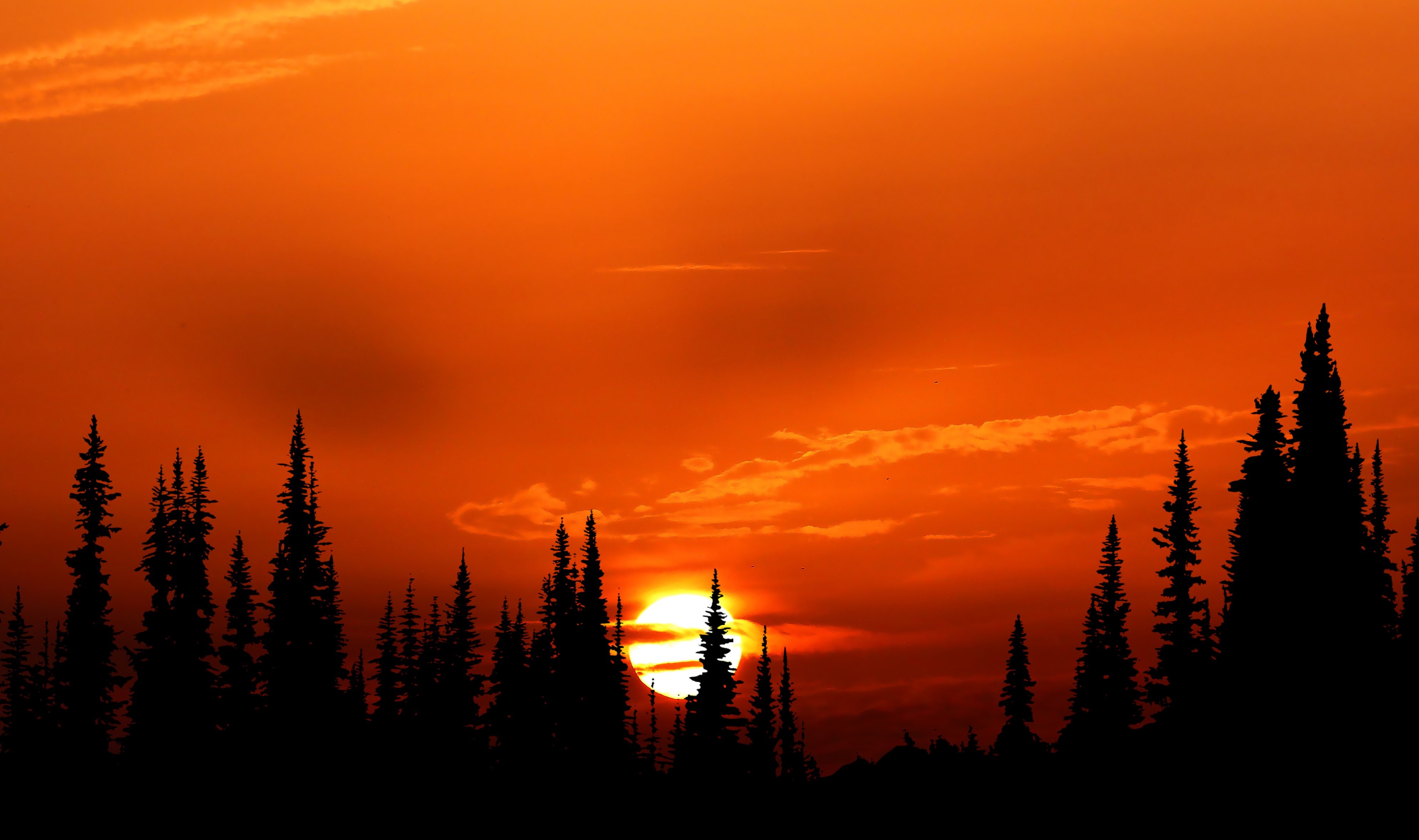 Бесплатное фото Красное солнце прячется за деревья