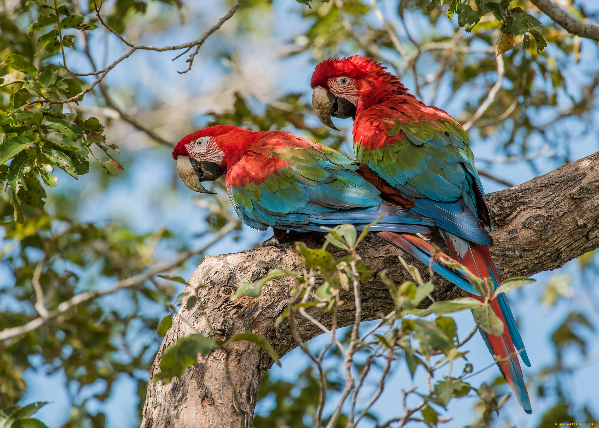 Два попугая ара сидят на ветке дерева и внимательно смотрят вниз