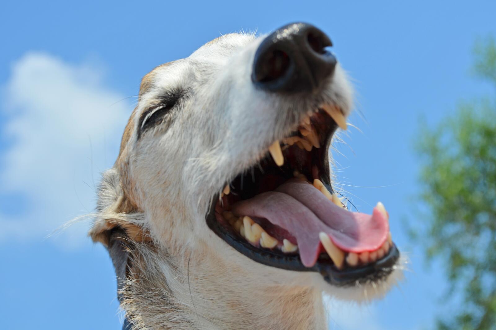 Бесплатное фото Картинка с веселым псом