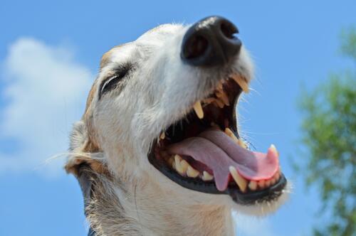 A picture of a jolly dog