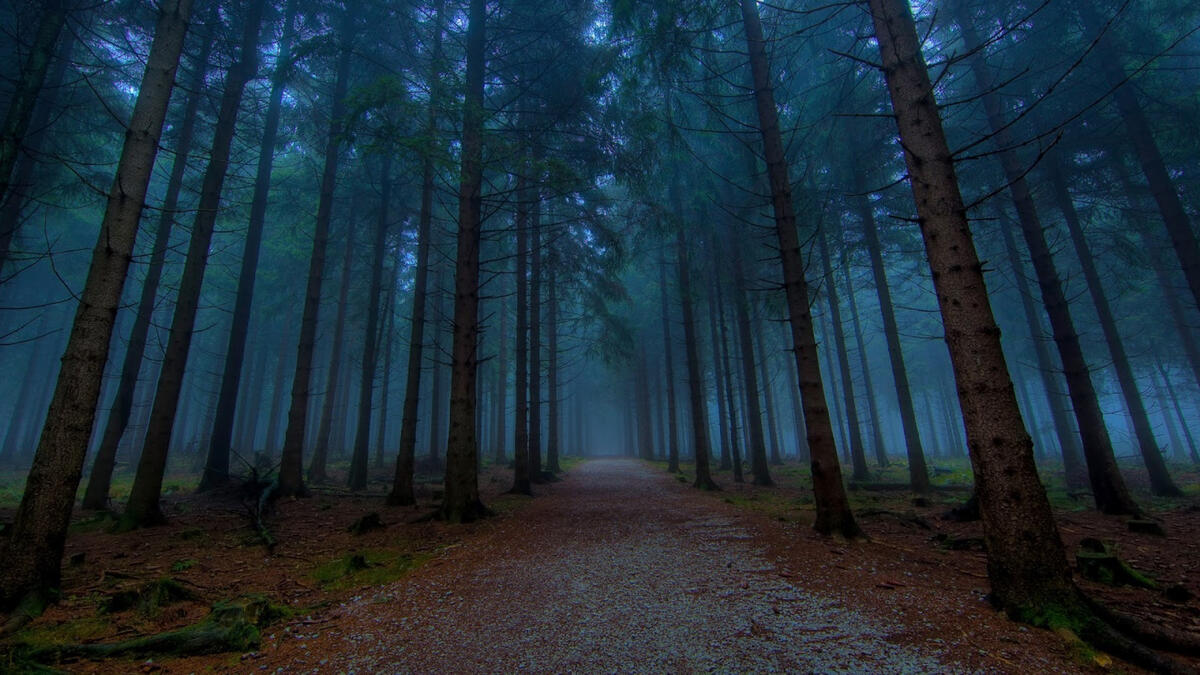 Old coniferous forest in the fog