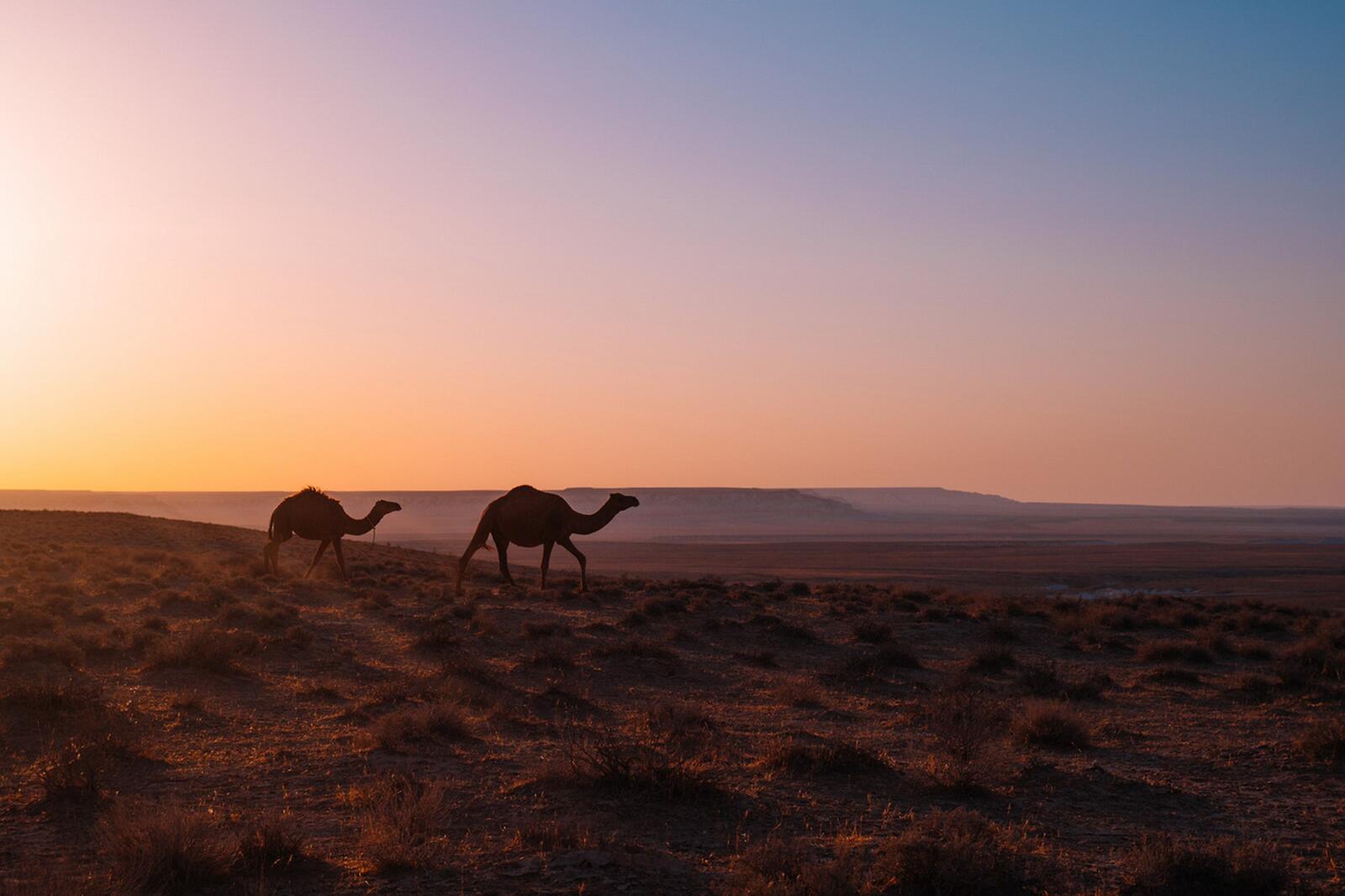 免费照片夕阳下的两只骆驼