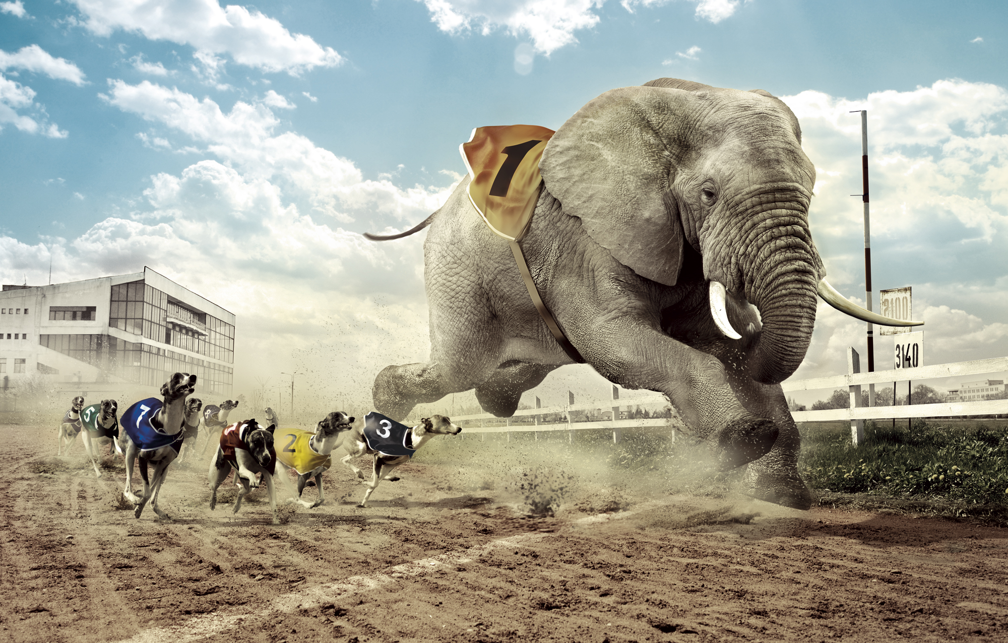 Wallpapers elephant dog horse race on the desktop