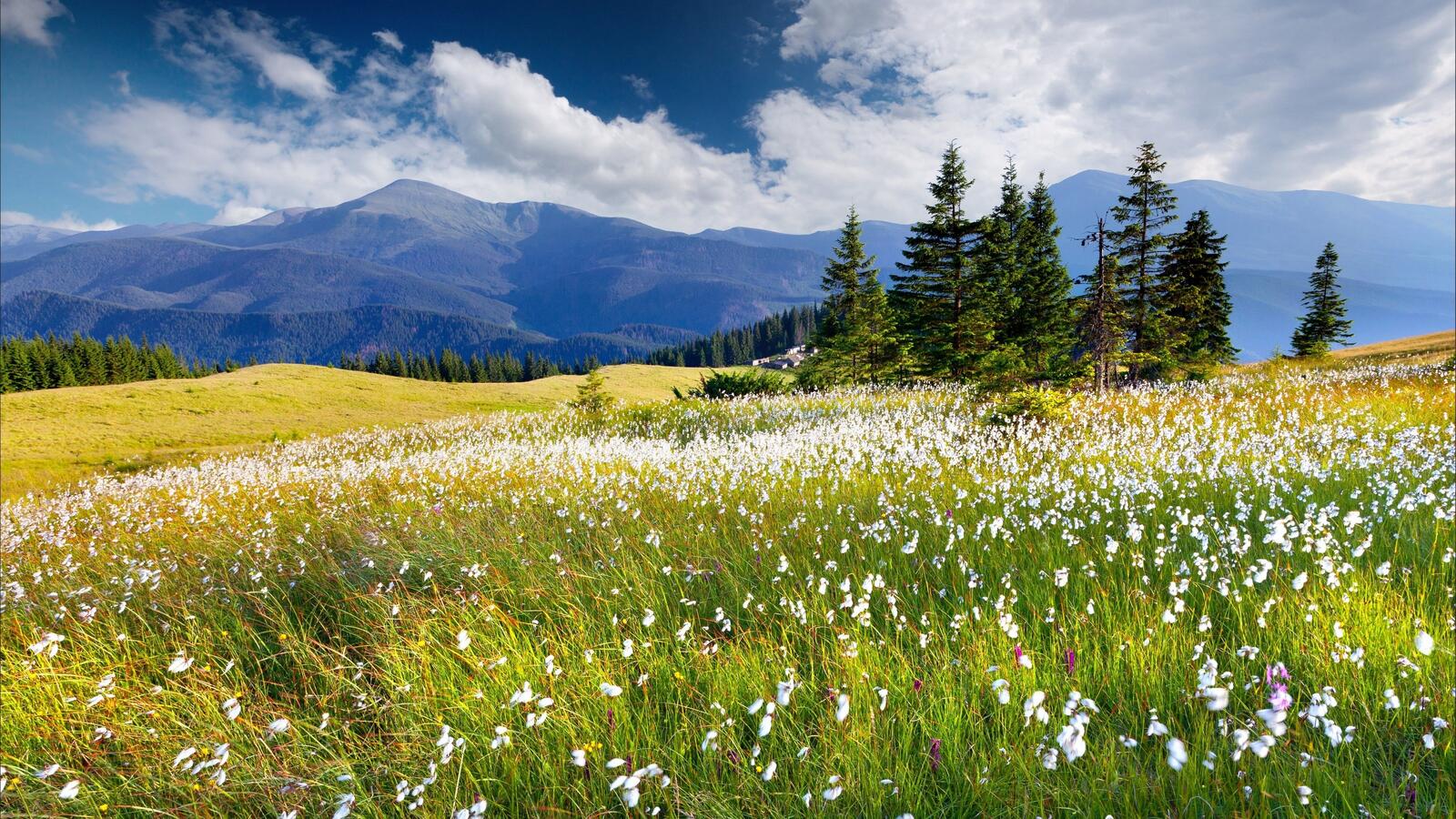 Бесплатное фото Большое поле с белыми полевыми цветами