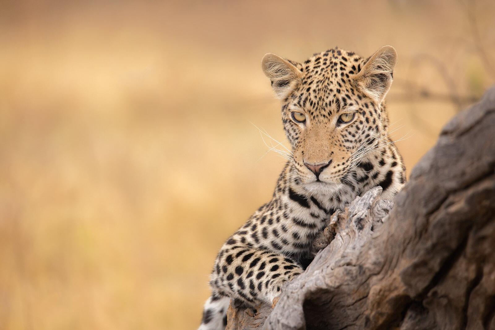 Free photo African leopard by the tree