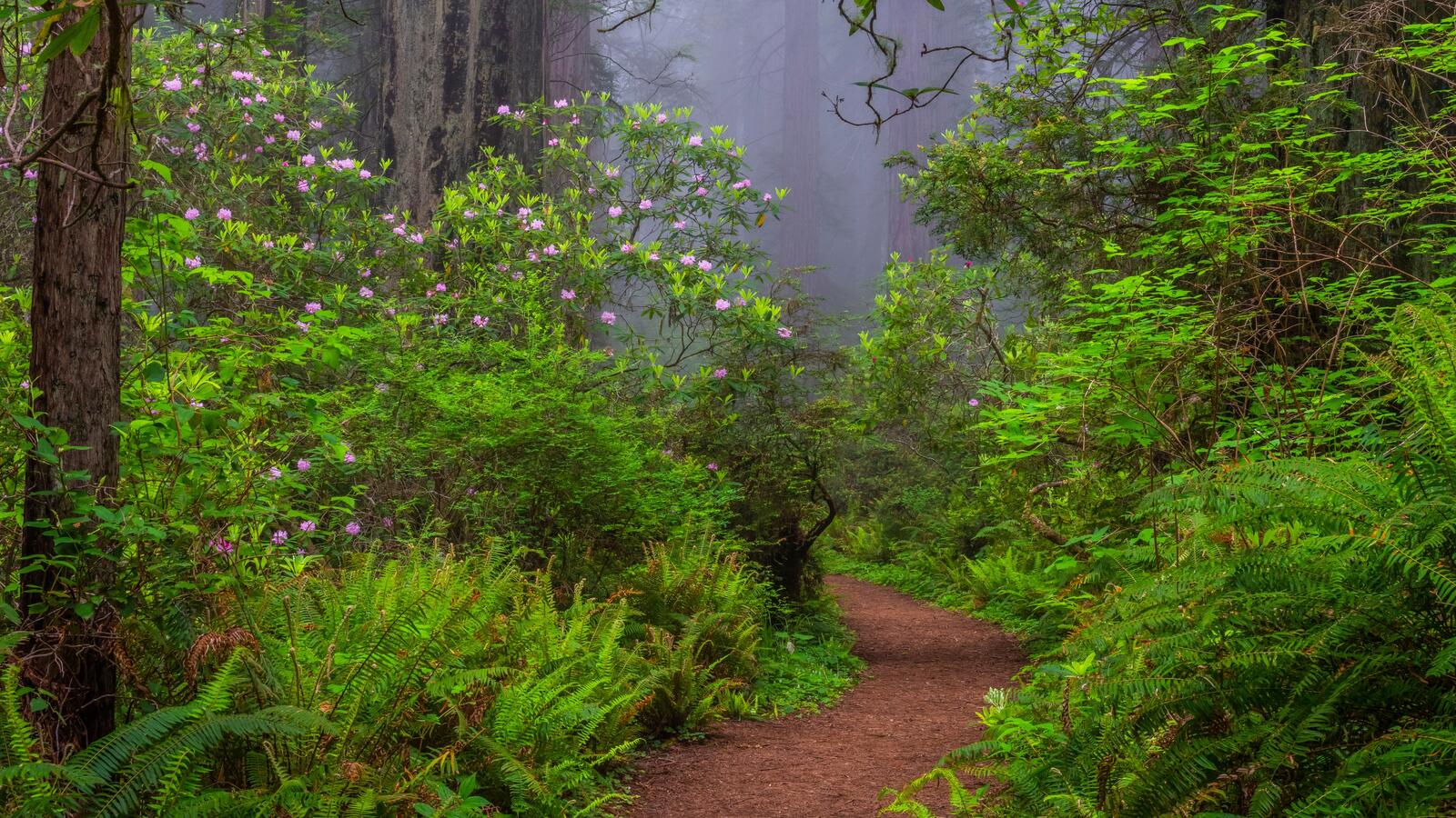 Free photo A trail into the colorful summer forest of the United States