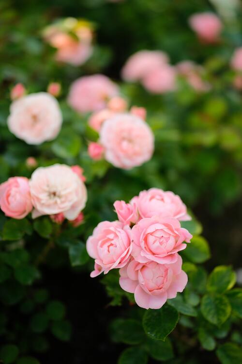 一丛美丽的粉红色玫瑰花