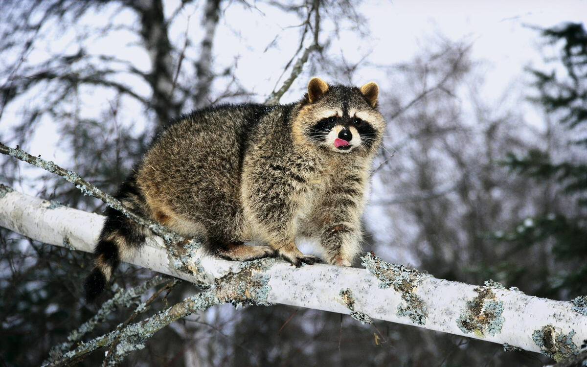 A raccoon licking in winter walks along a broken birch tree