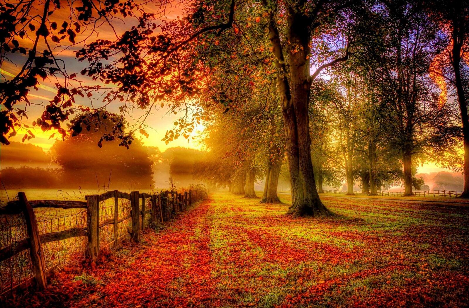 免费照片秋日森林中的晴朗早晨