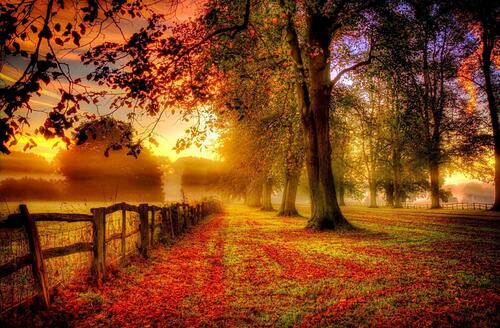 秋日森林中的晴朗早晨