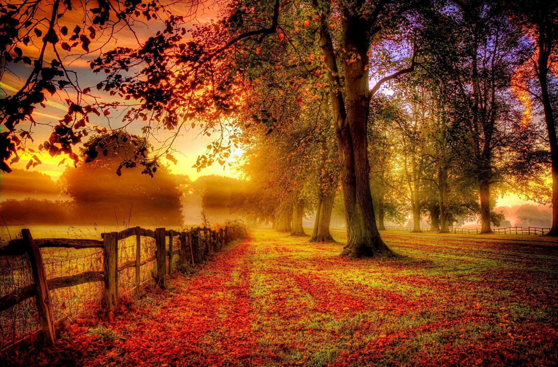 免费照片秋日森林中的晴朗早晨