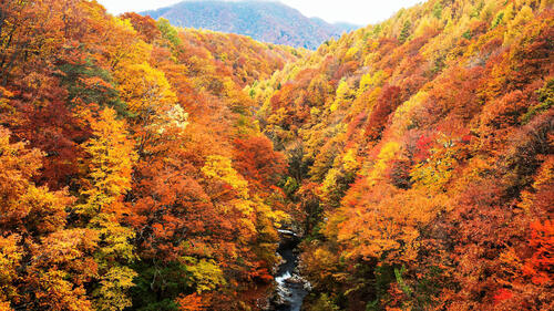 美丽的秋季森林中的一条小河，黄叶飘飘