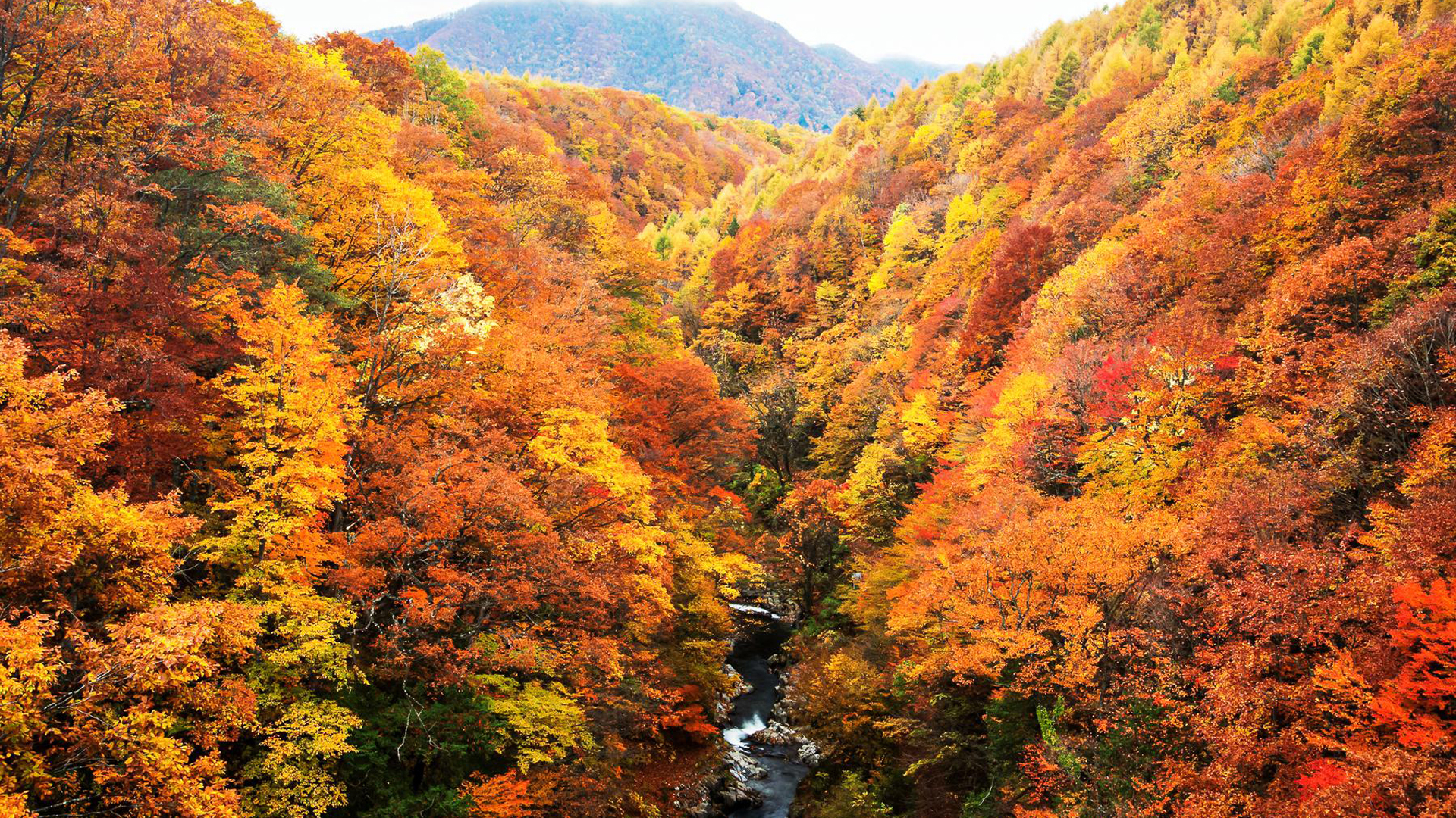 Маленькая река в красивом осеннем лесу с желтой листвой