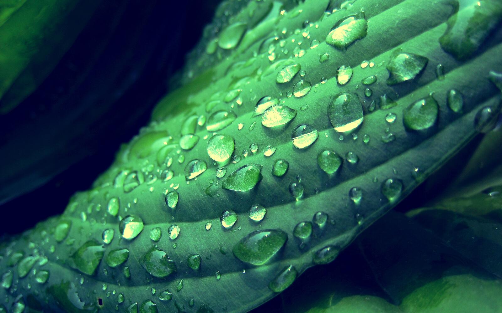 Free photo Raindrops on a leaf