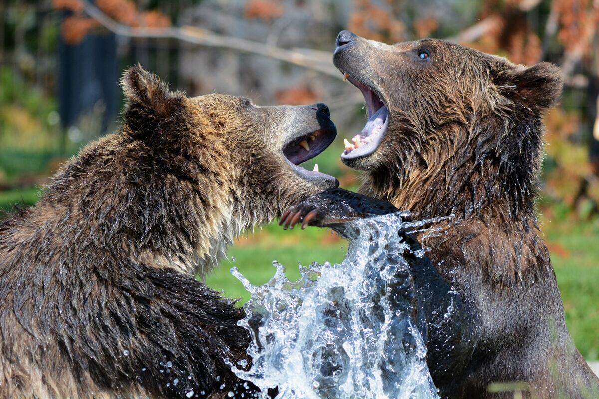 Два медведя гризли борются в воде
