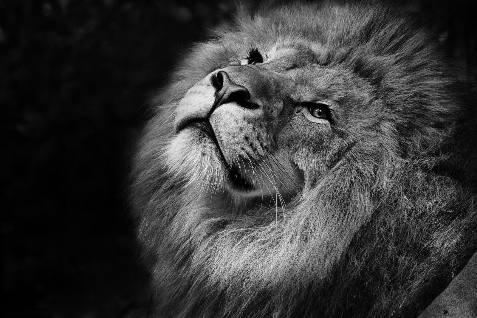 Free photo A lion with a thick mane