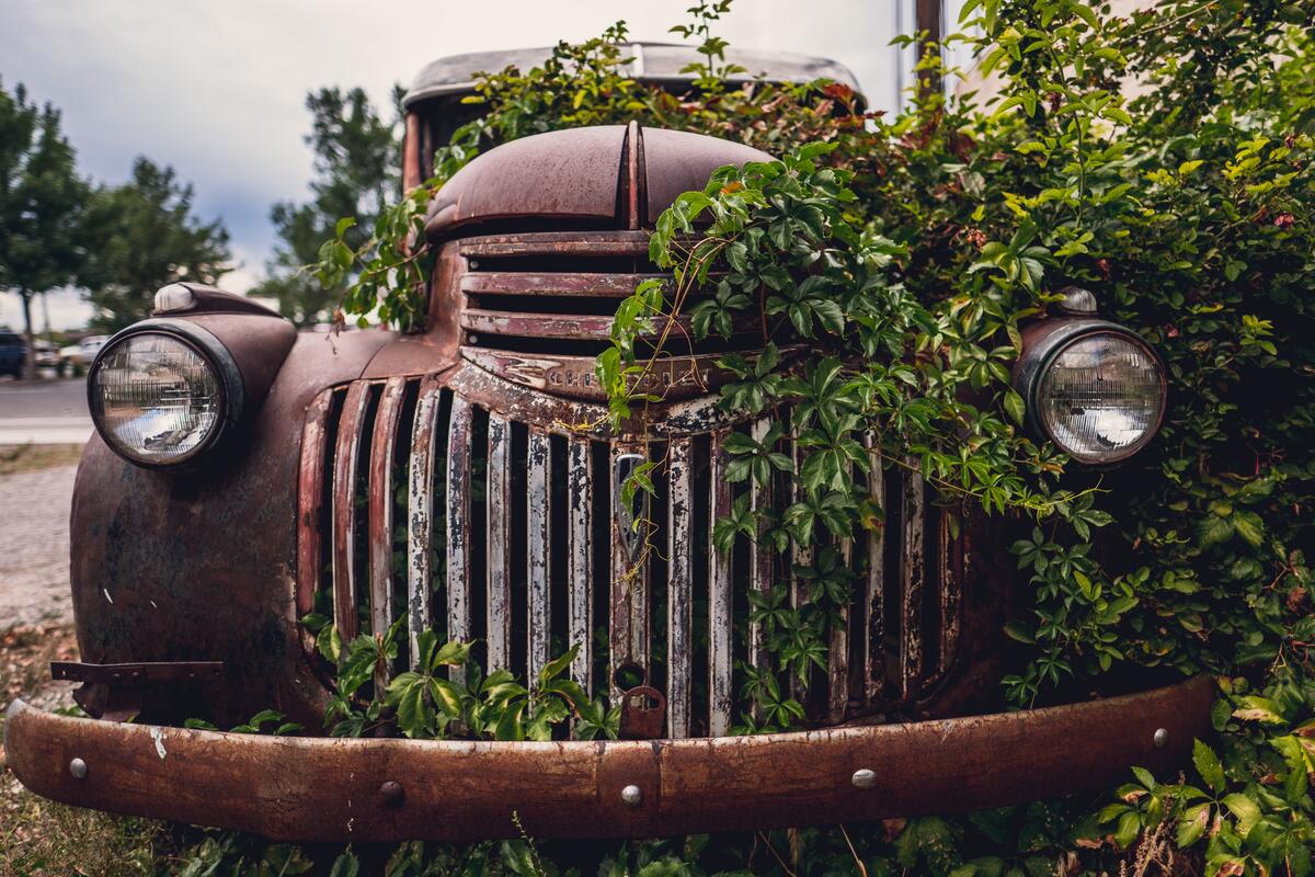 An antique car overgrown with large bushes