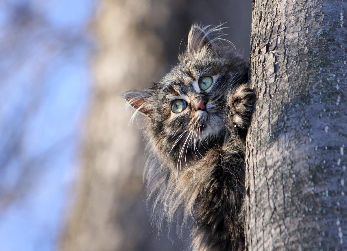 Кошечка прячется за деревом