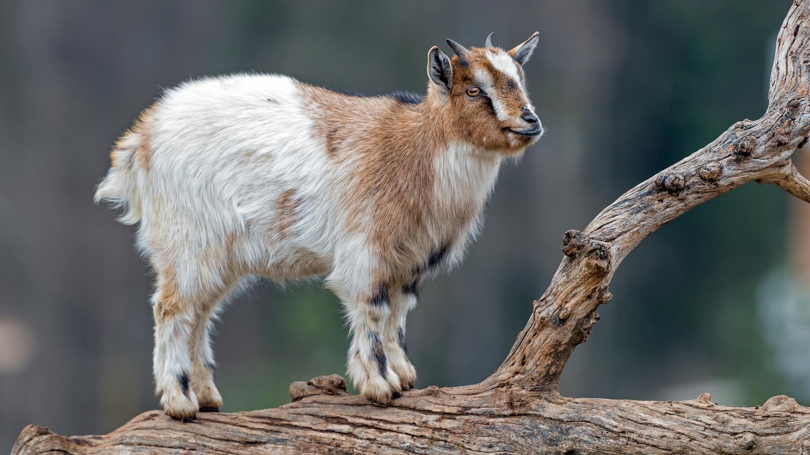 Free photo Little goat