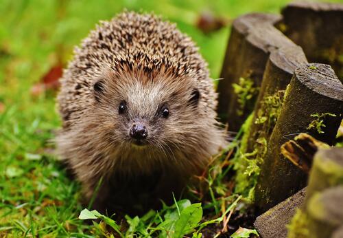 Hedgehog at the flowerbed with a wooden fence