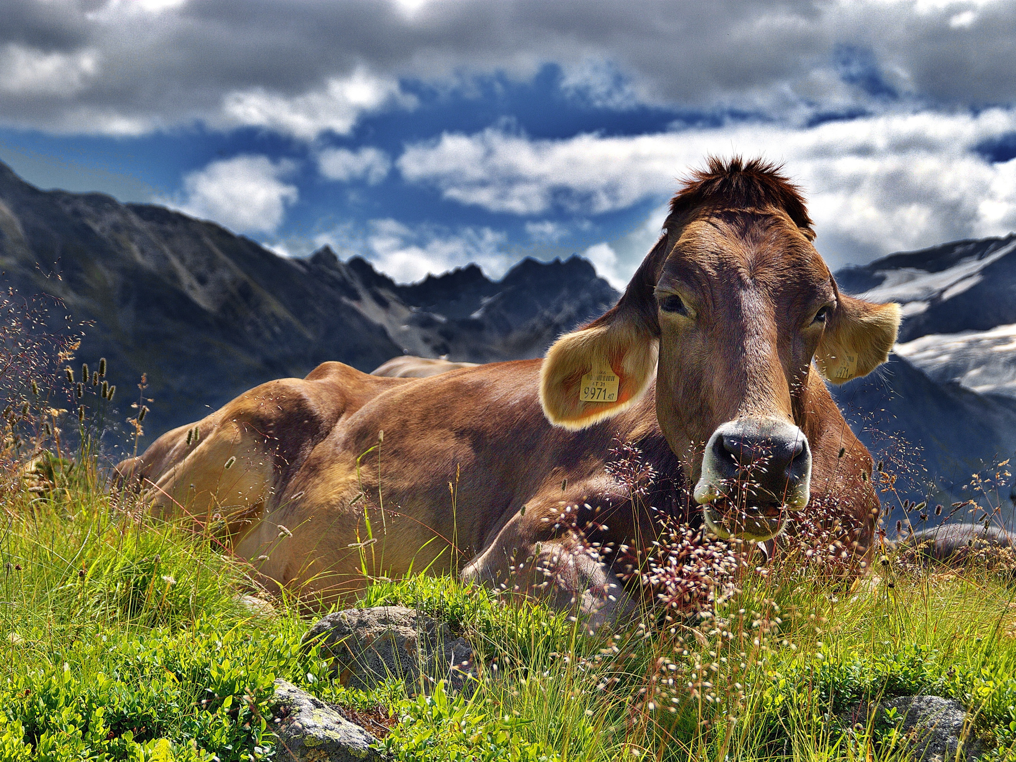 Корова на зеленой траве в Альпах