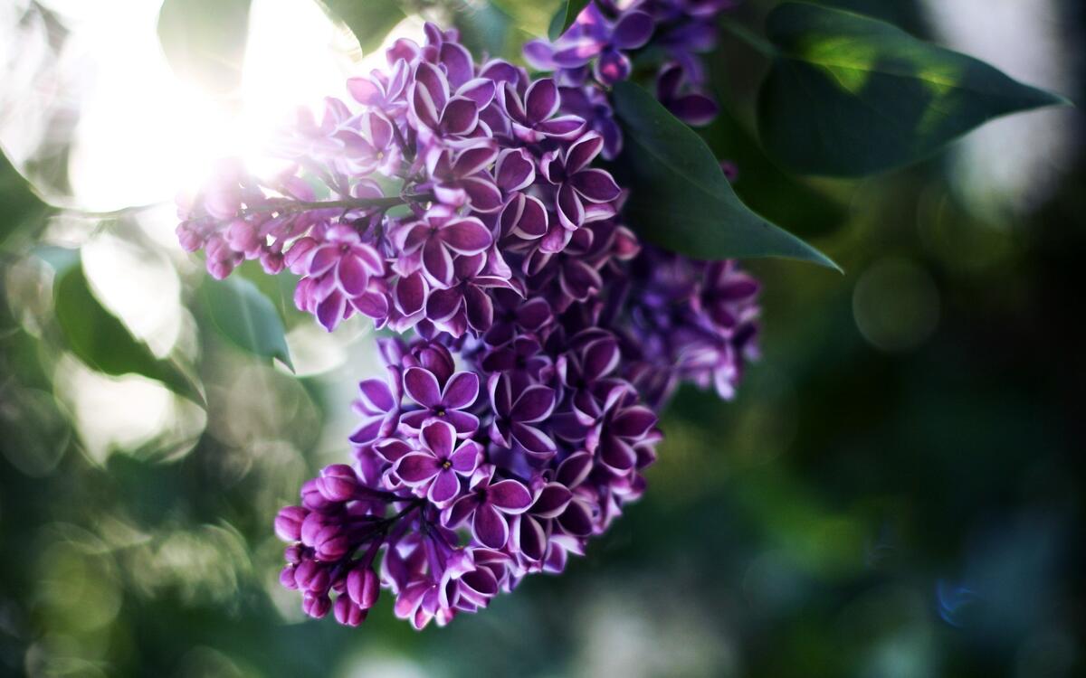 Purple lilac sprig