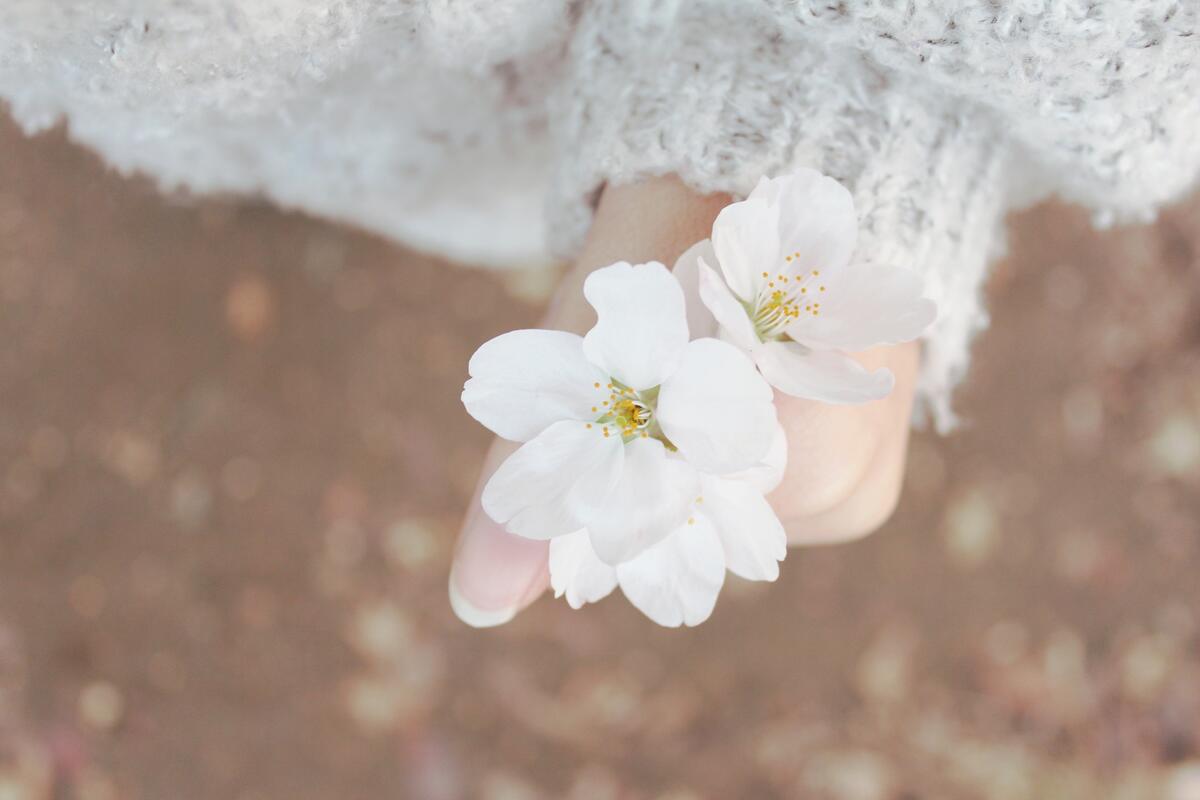 Белые цветочки вишни в женских руках