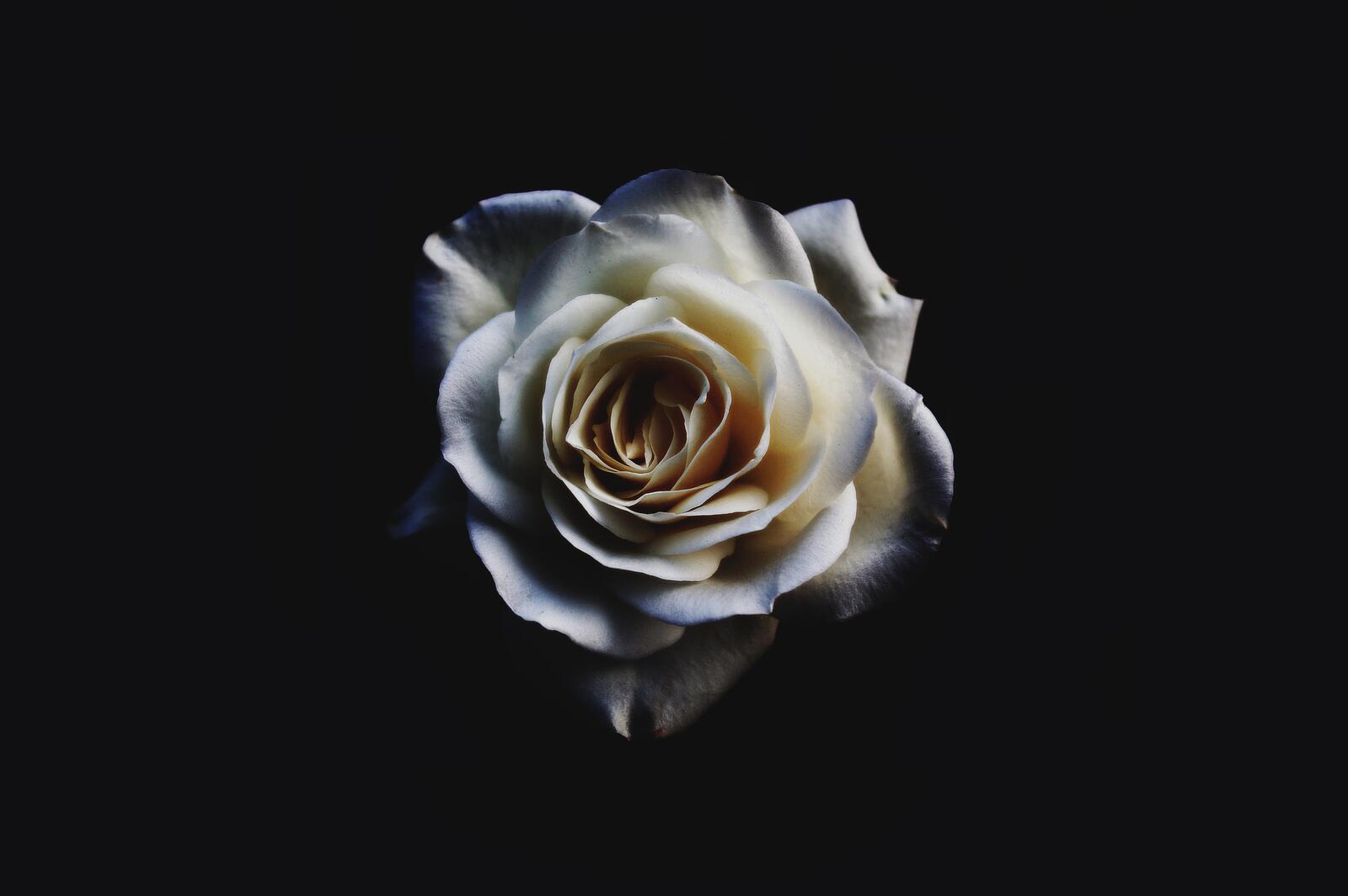 Бесплатное фото Белая роза на черном фоне