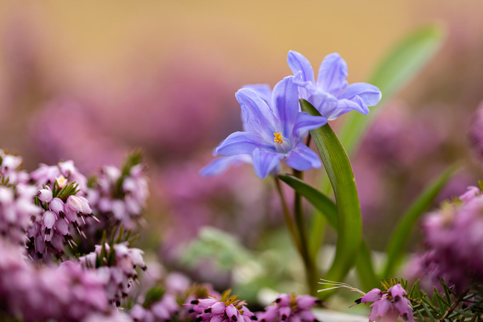 Бесплатное фото Два голубых полевых цветочка