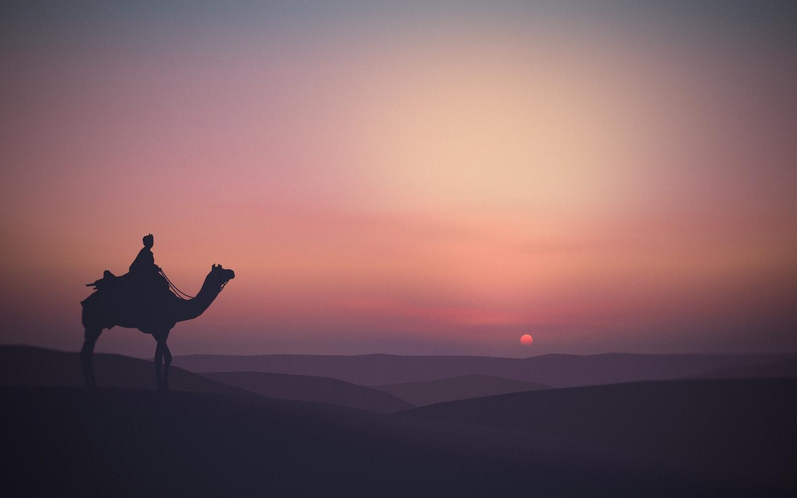 Бесплатное фото Обои силуэт верблюда