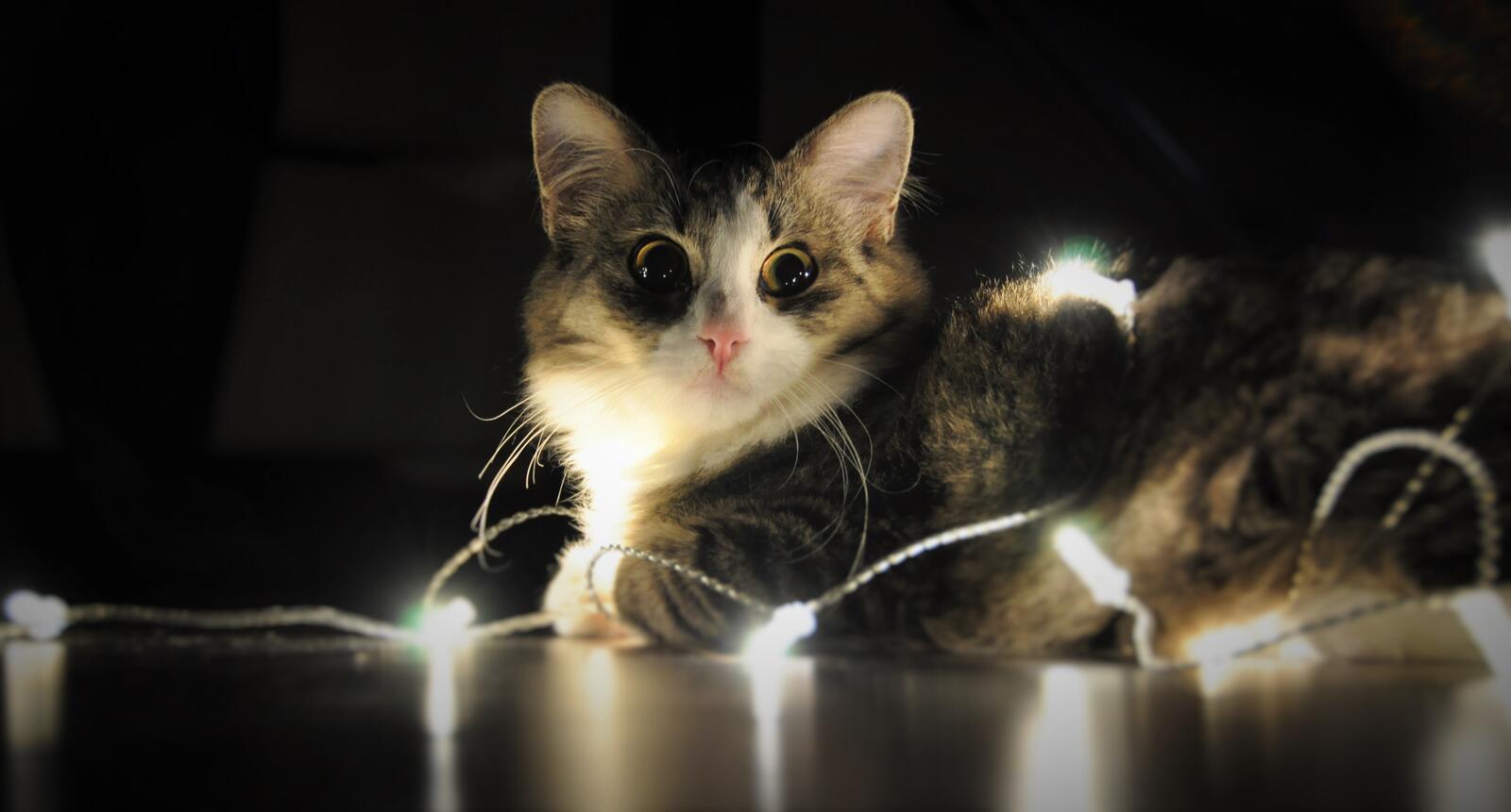 Free photo The cat got tangled up in the Christmas lights.