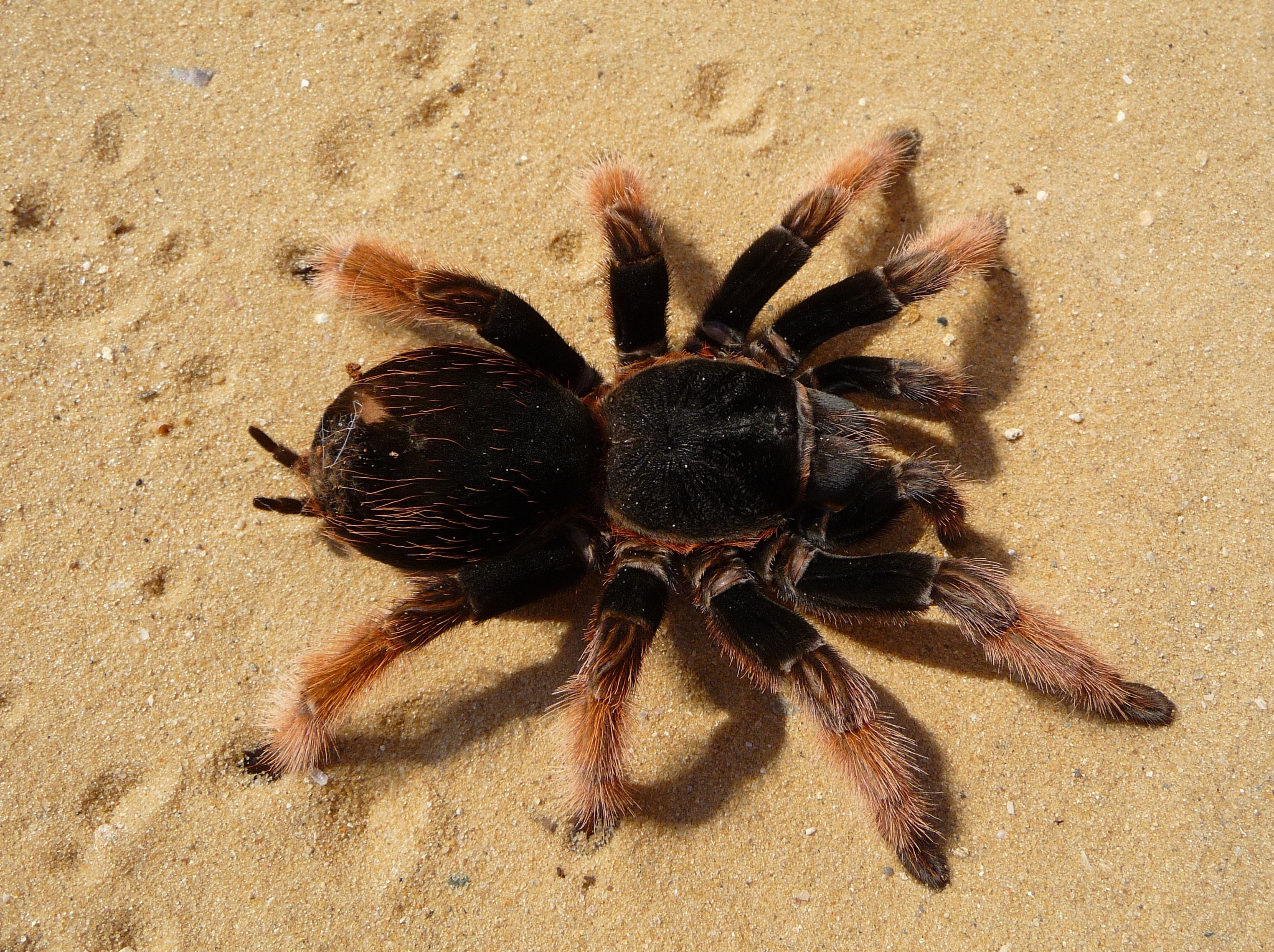 Tarantula in the sand