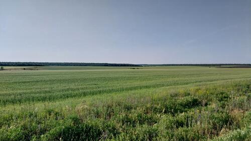 Big green field