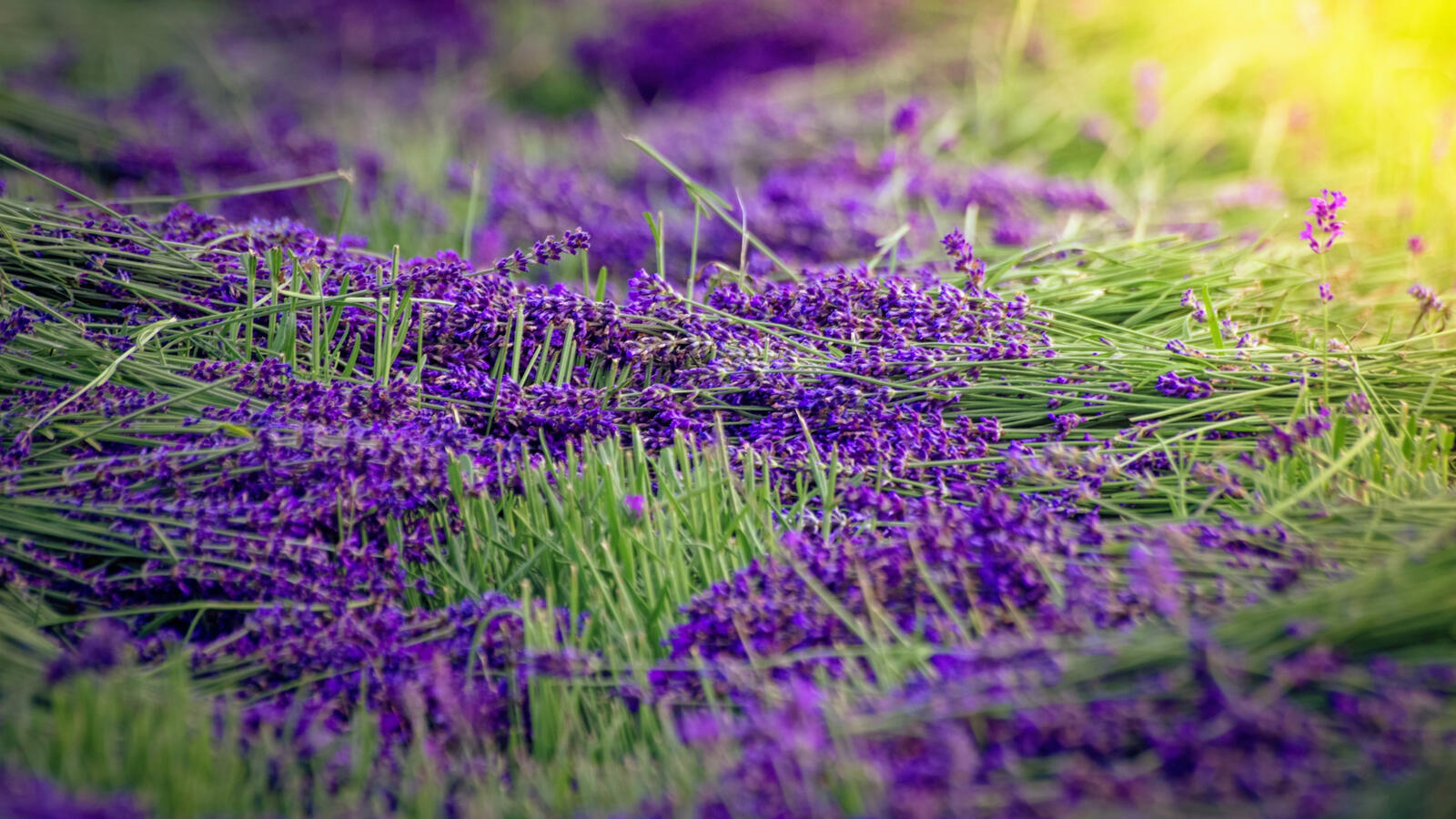 Бесплатное фото Обои пурпурная лаванда