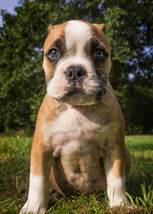 A little British Bulldog puppy